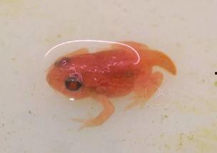 蝌蚪网国产,蝌蚪网引领绿色科技新潮流